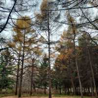 South Lake Park สวนสาธารณะใหญ่ใจกลางเมืองฉางชุน