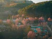 บ้านร่องกล้า…หมู่บ้านสีชมพูท่ามกลางม่านหมอก