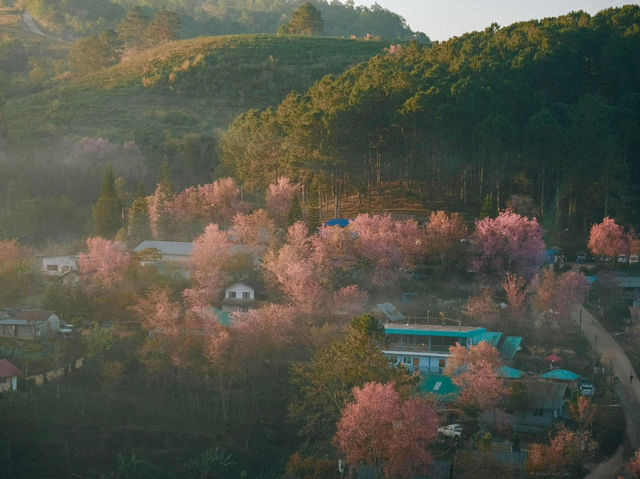 บ้านร่องกล้า…หมู่บ้านสีชมพูท่ามกลางม่านหมอก