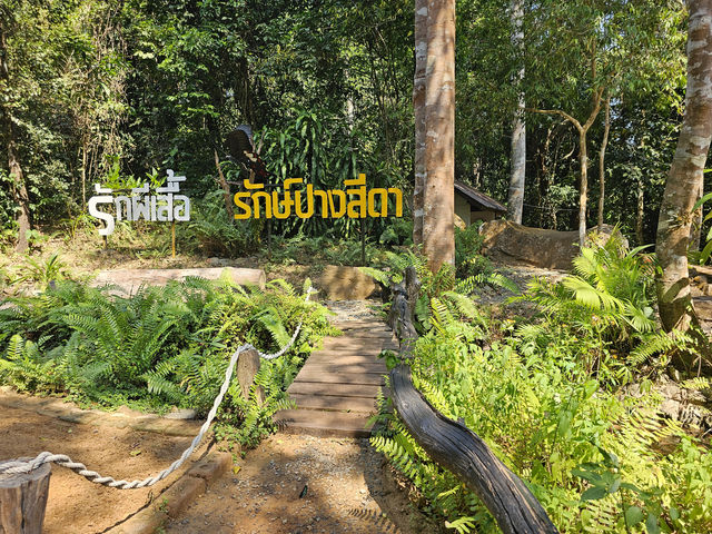 ชมผีเสื้อหลากสีสันที่อุทยานแห่งชาติปางสีดา