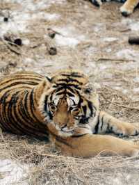 Siberian Tiger Park: Face-to-Face with the Kings of the Snow