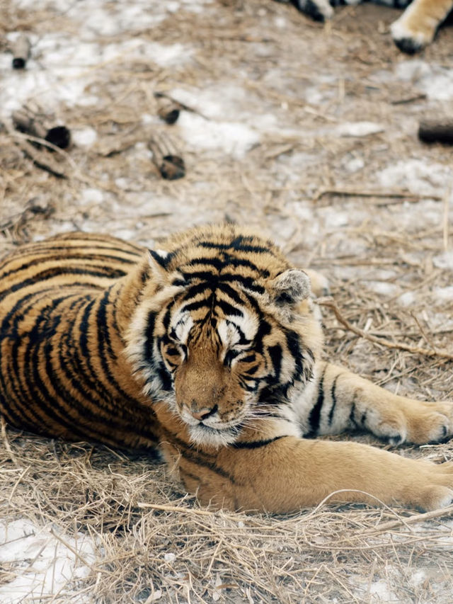 Siberian Tiger Park: Face-to-Face with the Kings of the Snow