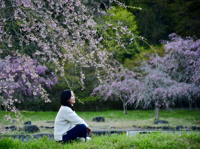 《小田原》名城の春景色