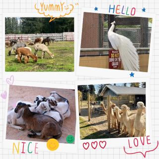 Lone Maple Farm-Small Animal Paradise