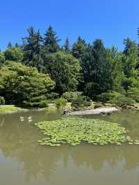 A stunning Japanese Garden in Seattle!