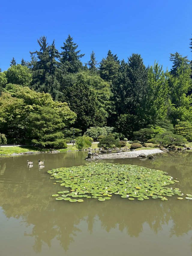 A stunning Japanese Garden in Seattle!