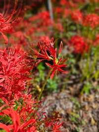 【紅の幻想】