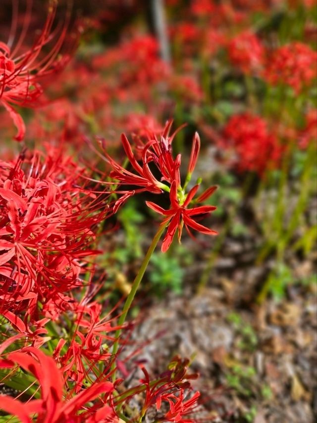 【紅の幻想】