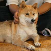 คาเฟ่น้องหมาชิบะ ที่เขาใหญ่🐕