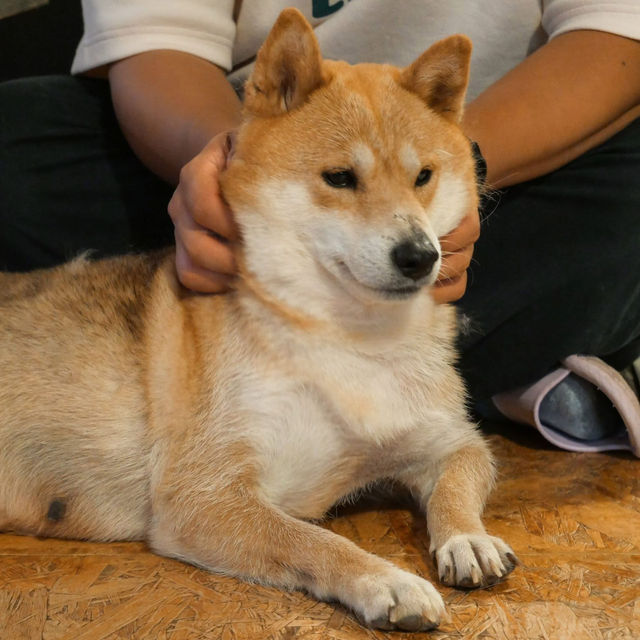 คาเฟ่น้องหมาชิบะ ที่เขาใหญ่🐕