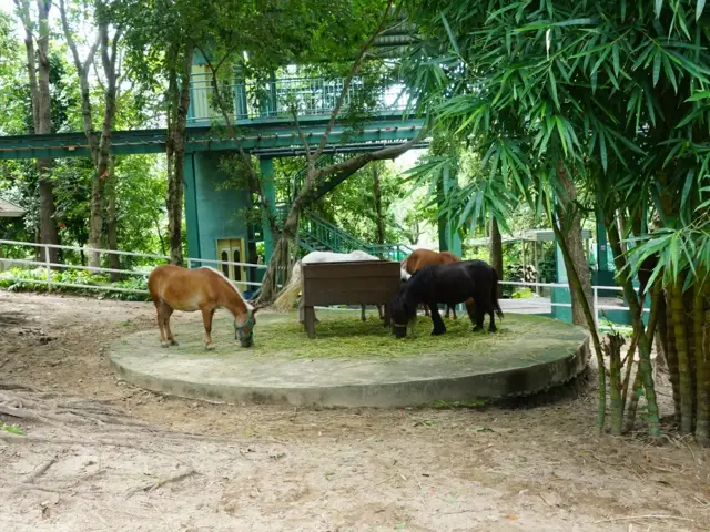 A Relaxing Day with Adorable Animals at Chiang Mai Zoo