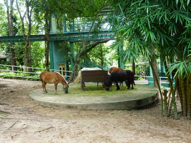 วันชิล ๆ กับเหล่าสัตว์น่ารัก ที่สวนสัตว์เชียงใหม่ 