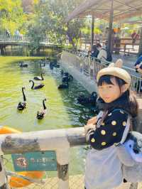 深圳野生動物園 深圳地鐵直達～零距離餵長頸鹿斑馬！ 