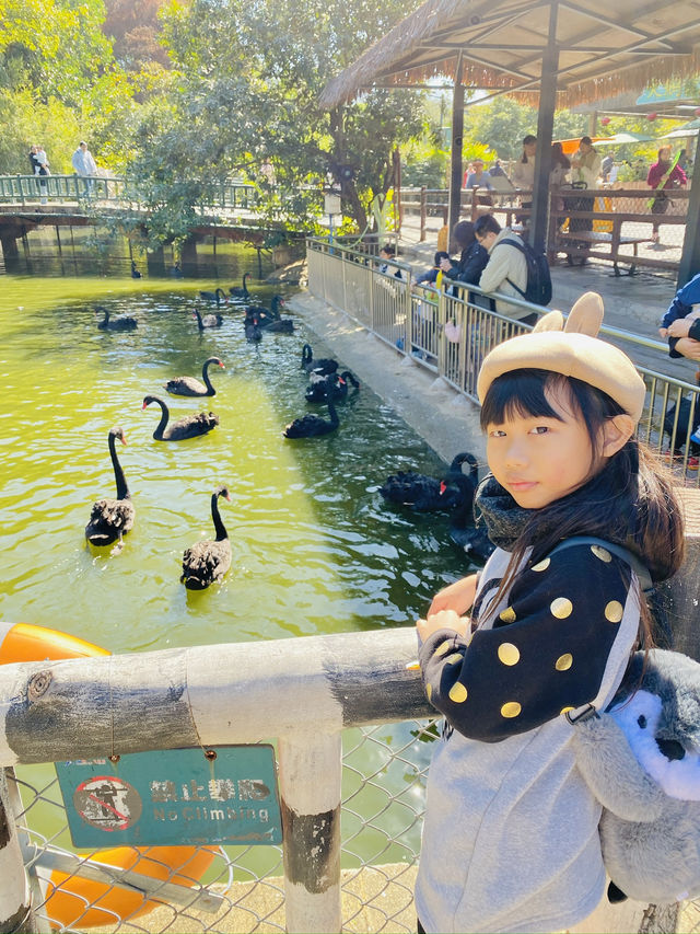 深圳野生動物園 深圳地鐵直達～零距離餵長頸鹿斑馬！ 