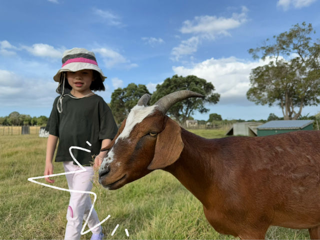 紐西蘭大滿足之親親大自然郊遊樂Ambury Regional Park