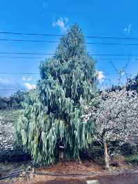 南投。草坪頭櫻花季
