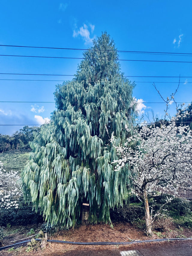 南投。草坪頭櫻花季