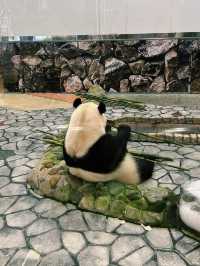 動物たちとの触れ合いが楽しめる！アドベンチャーワールド🐼💖