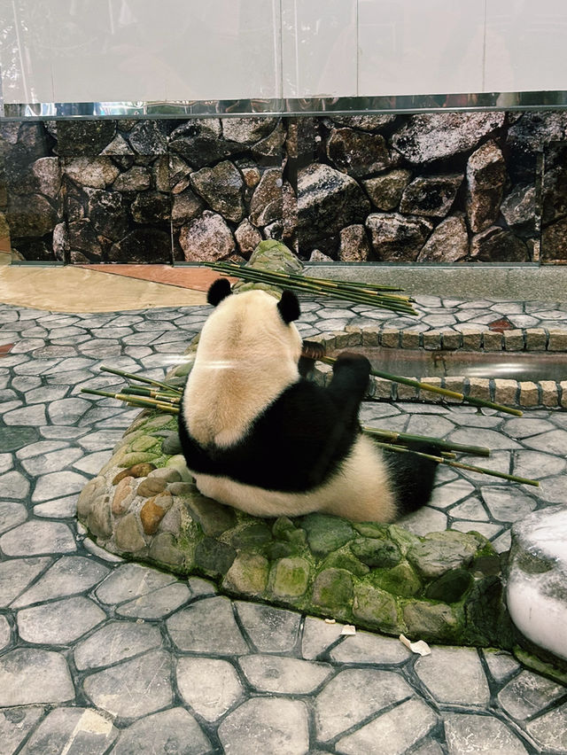 動物たちとの触れ合いが楽しめる！アドベンチャーワールド🐼💖