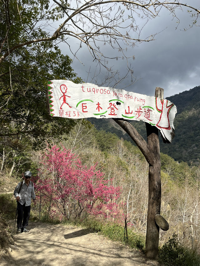 司馬庫斯巨木群步道～賞櫻兼看神木