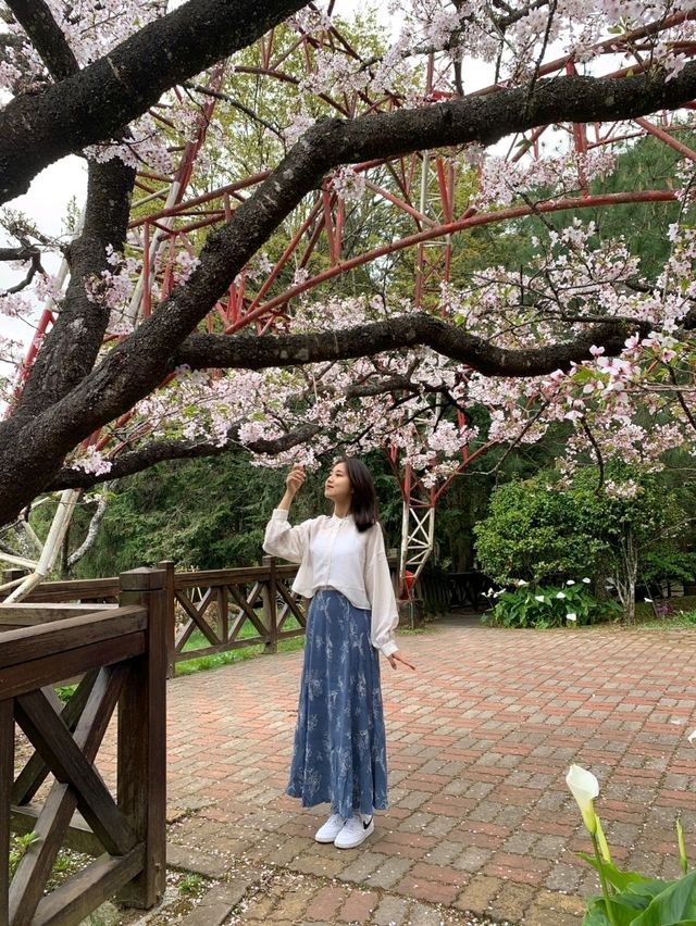 台灣，嘉義縣，阿里山櫻花季