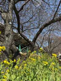「河津桜並木｜早春を彩る桜のトンネル」
