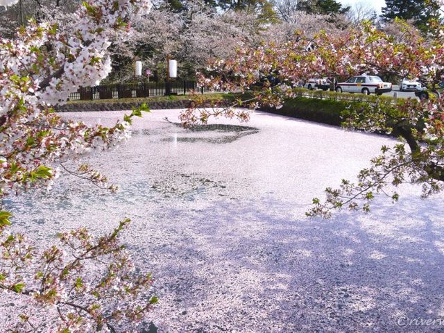 【青森県】日本一の桜の名所！弘前さくらまつり