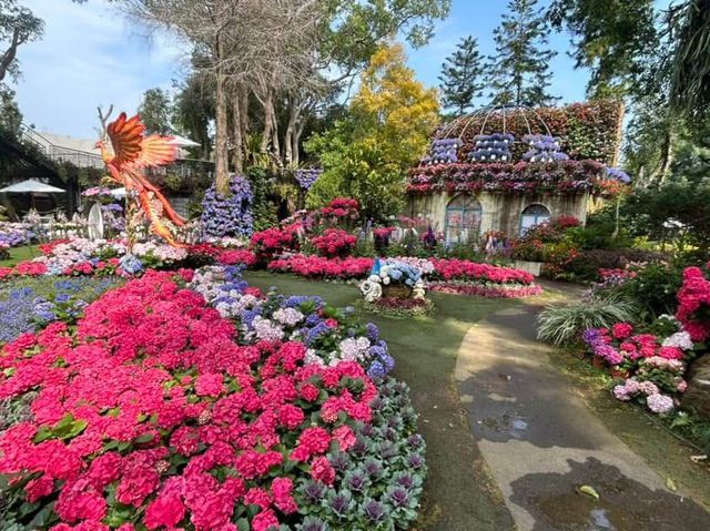 🌹苗栗-花露農場🌹（滿滿繡球花）