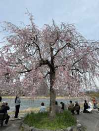嵐山公園的櫻花：春天的夢幻絕景 🌸