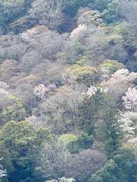 京都渡月橋的櫻花夢幻之旅🌸