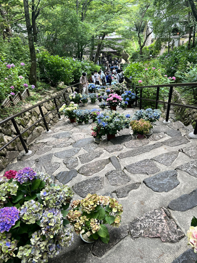 【奈良】花の御寺〜あじさい回廊〜