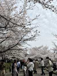 京都蹴上鐵道的櫻花奇蹟 🌸✨