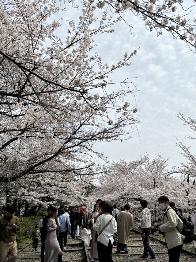 京都蹴上鐵道的櫻花奇蹟 🌸✨