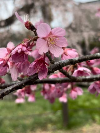 The Millennial Cherry Blossom of Josenji Temple: The Splendor of Yoshino Cherry Blossoms