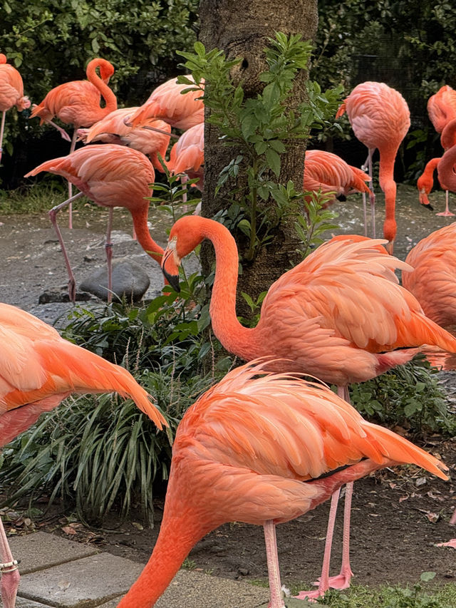 秋葉原、淺草與上野動物園的一日遊冒險 🌟