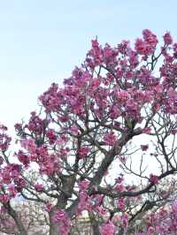 京都梅小路公園的早櫻：難以忘懷的絕景 🌸✨