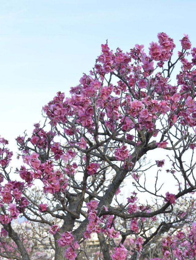 京都梅小路公園的早櫻：難以忘懷的絕景 🌸✨