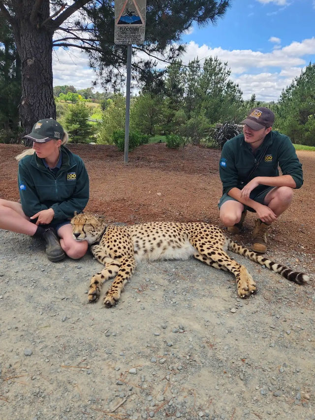 Jamala Wildlife Lodge