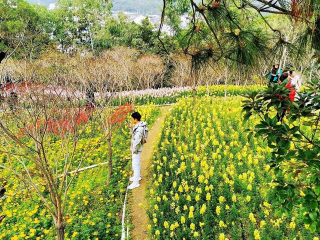 走進童話世界•中山雲梯山花海