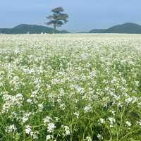 제주도 봄 여행 유채꽃 명소 <보롬왓> 🌼