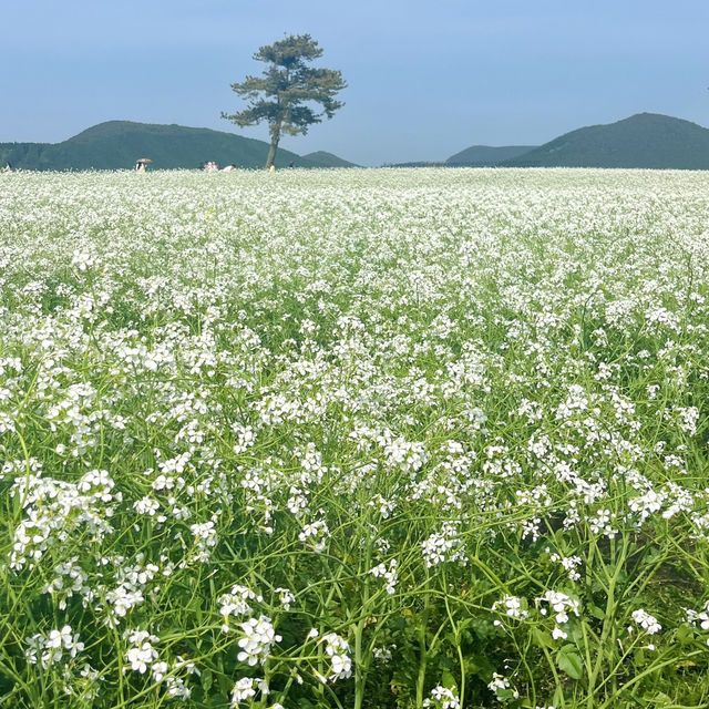 제주도 봄 여행 유채꽃 명소 <보롬왓> 🌼