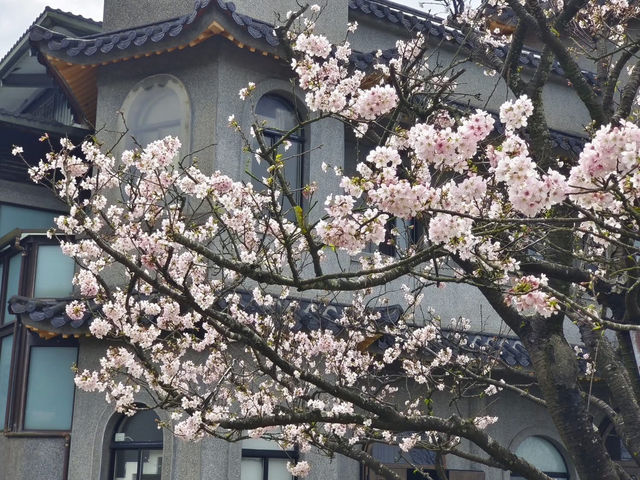 東方寺賞櫻美景