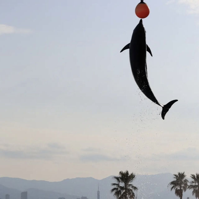 福岡の水族館『マリンワールド海の中道』🐠