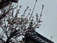 京都近郊影櫻花好去處，人少啲  櫻花多啲🌸