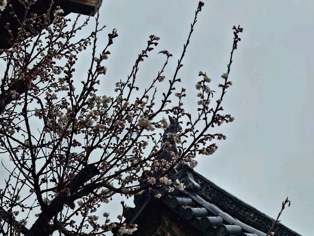 京都近郊影櫻花好去處，人少啲  櫻花多啲🌸