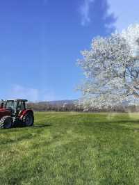 【栃木×春の那須旅】  ソメイヨシノを中心とした桜のトンネル