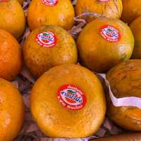 เก็บส้ม🍊 กินส้ม ที่สวนส้มชไมพร เชียงใหม่