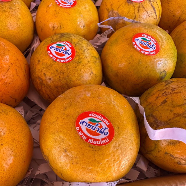 เก็บส้ม🍊 กินส้ม ที่สวนส้มชไมพร เชียงใหม่