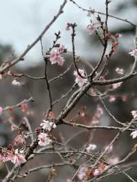 🌸Sakura Season Magic🌸: Where to See Japan’s Most Stunning Blooms