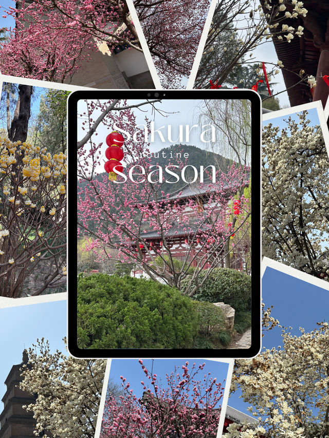 Xi’an in Bloom: Why March is the Perfect Time to Witness Sakura Magic